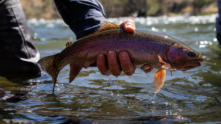 Black Spot Disease: What is it and what does it do to trout? – Fly and ...