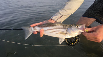 Guide Chronicles: New England Striper Fishing with Freeland Wegner