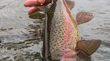 Lower Deschutes Warm Springs To Trout Creek Update