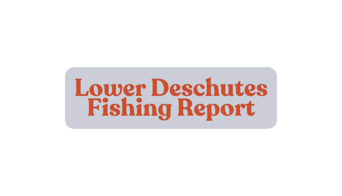 Lower Deschutes Update August 30th, 2024 – Fly and Field Outfitters